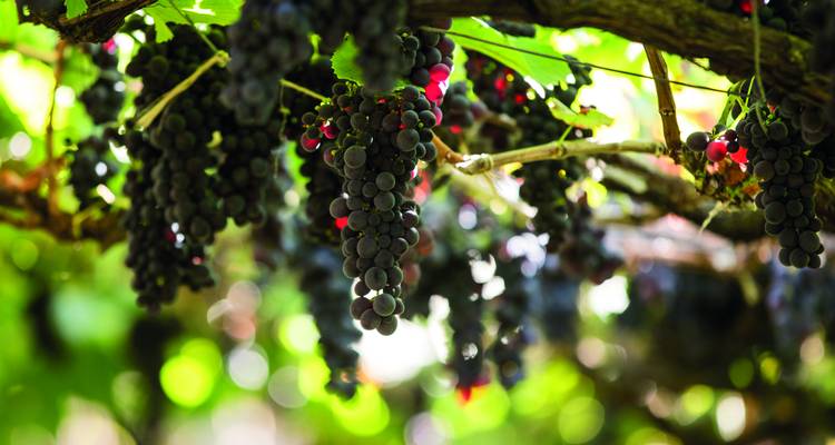 Nahaufnahme von reifen dunklen Trauben, die an einem belaubten Weinstock im gefleckten Sonnenlicht hängen
