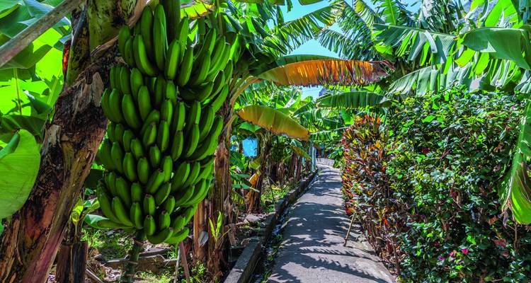 Schmaler Pfad gesäumt von üppigen Bananenbäumen und tropischer Vegetation an einem hellen Tag