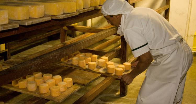 Arbeiter legt Käselaibe auf Holzregale in einem Reifungskeller.