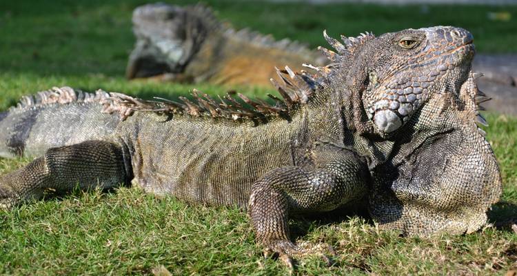 Grand iguane se prélasse sur l'herbe verte dans le célèbre Parc aux Iguanes de Guayaquil.