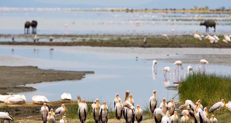 Una bandada de cigüeñas de pico amarillo y flamencos se reúne en las aguas poco profundas del Lago Manyara con elefantes en la distancia.