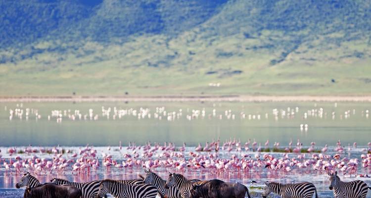 Las cebras vadean a través del lago poco profundo mientras miles de flamencos rosados cubren el agua en el Cráter de Ngorongoro.