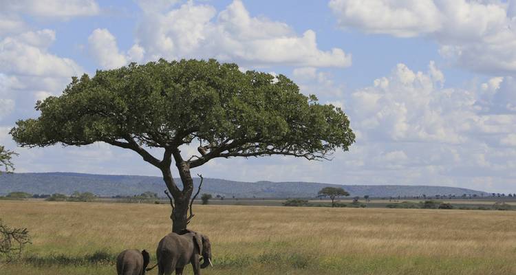 Dos elefantes se alzan bajo una acacia solitaria en las extensas praderas de Tarangire.