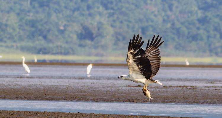 Prachtige adelaar zweeft laag over wadden met een vis in de klauwen terwijl witte reigers erachter staan.