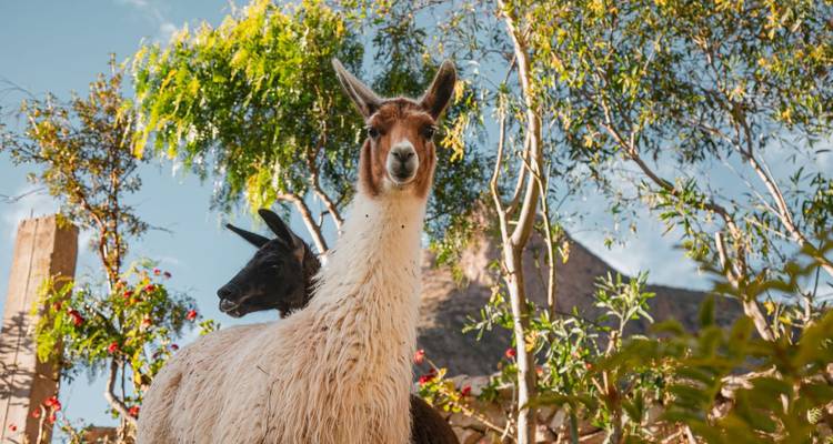 A curious llama stands alert beside a black companion amid flowering greenery and blue sky.