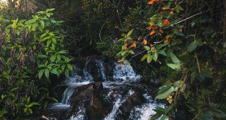 A small jungle stream tumbles over rocks surrounded by dense foliage with orange berries.