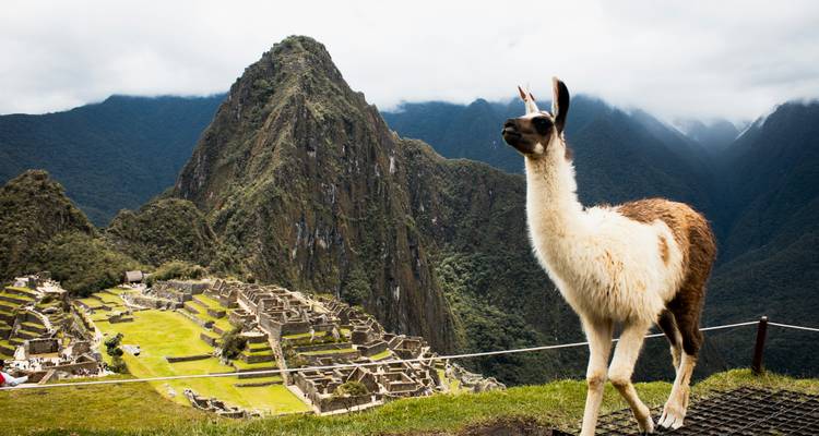 Ikonische Machu Picchu Ruinen erheben sich hinter einem neugierigen Lama unter nebelverhangenen Andengipfeln.