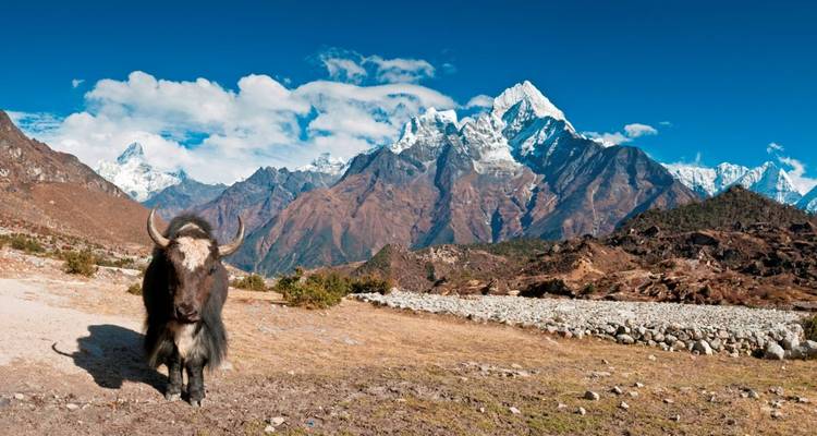 Ein einsamer Yak steht auf einem Plateau mit dramatischen Himalaya-Gipfeln, die sich dahinter erheben.