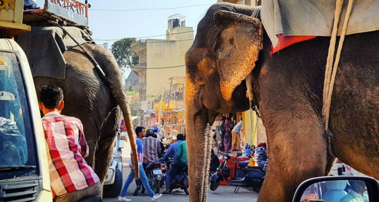 Two elephants walk through a busy Jaipur street crowded with motorbikes, cars and pedestrians.