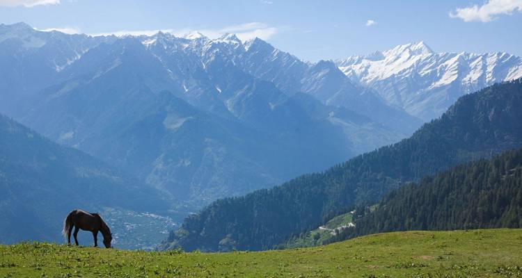 Un cheval solitaire broute dans un pré alpin luxuriant sur fond spectaculaire de sommets himalayens enneigés.