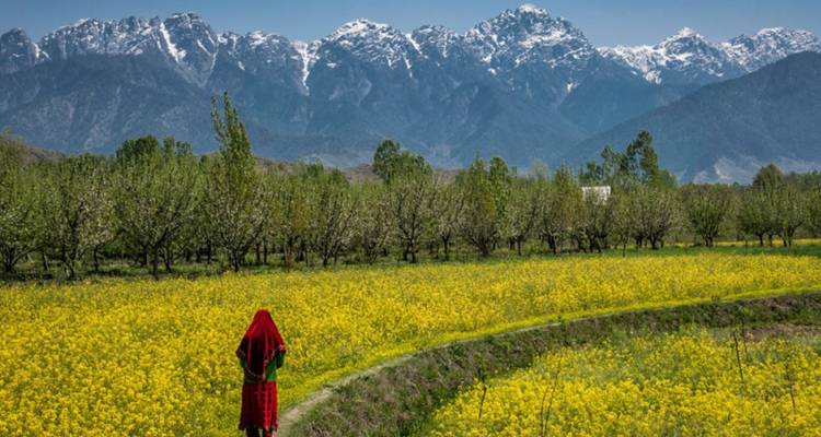 Une femme en robe traditionnelle rouge marche à travers des champs de moutarde jaune en fleurs sous des sommets enneigés.
