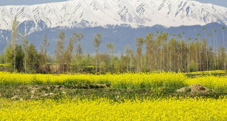 De vastes champs de moutarde jaune s'étendent vers une chaîne de montagnes striée de neige.