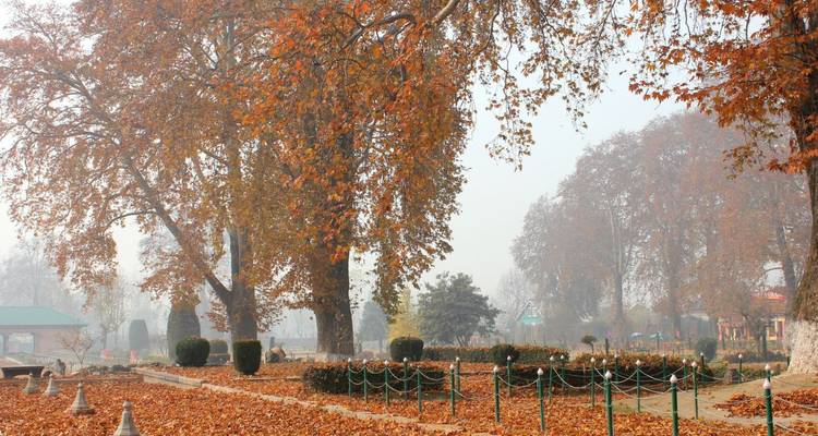 Herbstliche Gartenszene mit hohen Platanen, die orangefarbene Blätter abwerfen inmitten von leichtem Morgennebel.