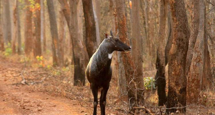 Eine einsame Nilgai-Antilope steht auf einem staubigen Waldweg, der in warmes Abendlicht getaucht ist.