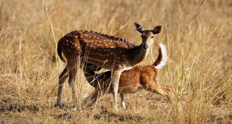 Gefleckte Hirschkuh und Kitz suchen zwischen hohen trockenen Gräsern in offenem Waldland nach Nahrung.