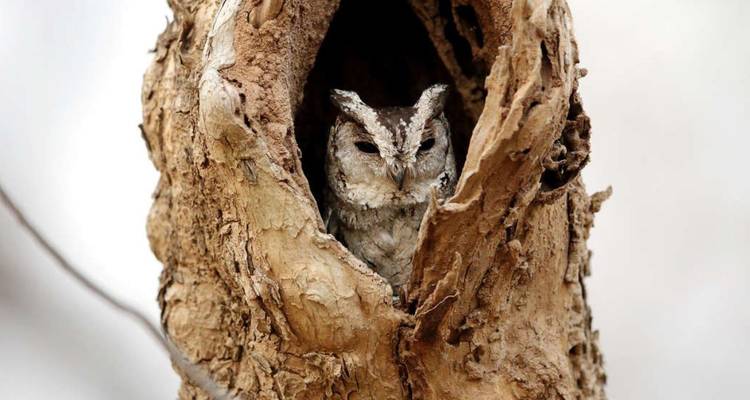 Kleine Eule, die aus einer natürlichen Höhle in einem strukturierten Baumstamm hervorblickt.