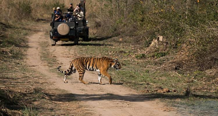 Bengalischer Tiger überquert einen Feldweg, während ein Safari-Jeep mit Reisenden zuschaut