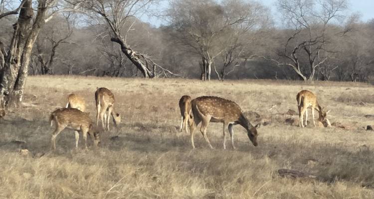 Herde gefleckter Hirsche, die auf trockenem Grasland in der Nähe vereinzelter Bäume weidet