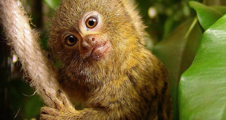 Gros plan d'un ouistiti pygmée curieux agrippé à une branche dans la lumière de la forêt tropicale