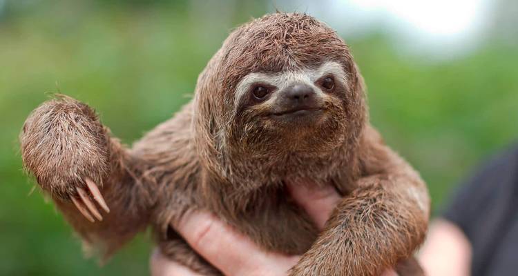 Paresseux à trois orteils tenu délicatement, regardant vers l'appareil photo avec un léger sourire
