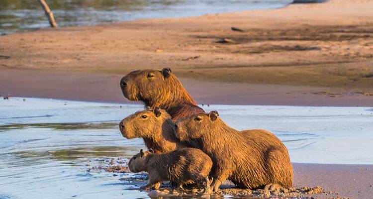 Famille de capybaras entrant dans l'eau depuis une berge sableuse à la lumière du crépuscule