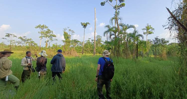 Groupe guidé explorant les hautes herbes et les palmiers dans une clairière amazonienne sous un ciel bleu