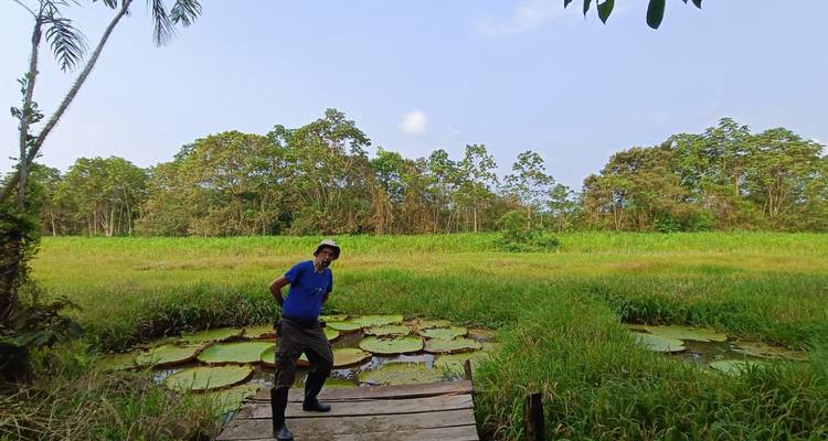 Voyageur sur un pont de planches de bois au-dessus d'un étang de nénuphars géants avec une prairie herbeuse au-delà
