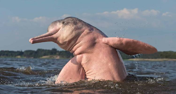 Dauphin rose de rivière jaillissant avec enthousiasme des eaux sombres de l'Amazone, gouttelettes voltigeant