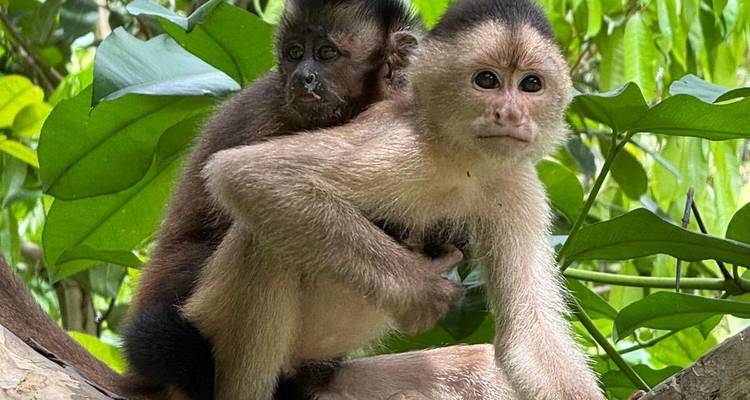 Jeune singe capucin s'accrochant à un adulte sur une branche d'arbre au milieu d'un feuillage luxuriant