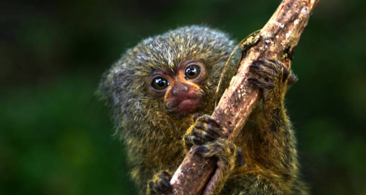 Portrait en gros plan d'un minuscule ouistiti pygmée s'accrochant à une fine branche sur un arrière-plan doux de forêt tropicale verte