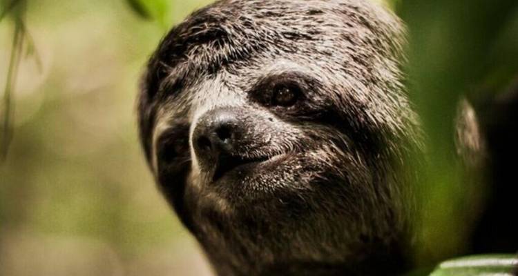 Gros plan du visage d'un paresseux scrutant à travers le feuillage de la forêt tropicale avec une lumière douce et diffuse