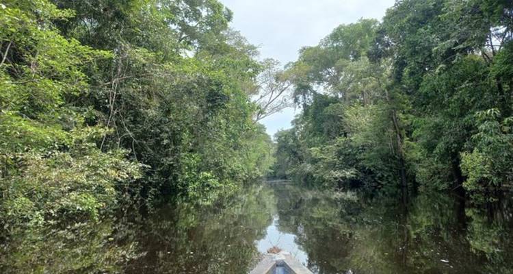 Vue depuis un canoë glissant sur une rivière de jungle calme bordée d'une forêt tropicale dense et verte