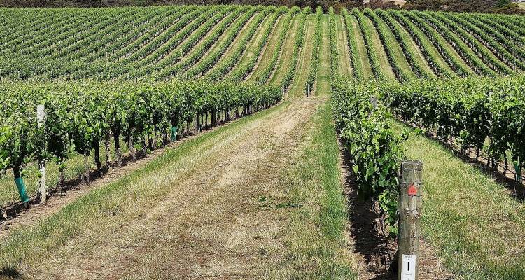 Des rangées de vignes soigneusement alignées forment des lignes vertes symétriques qui s'étendent sur une colline douce