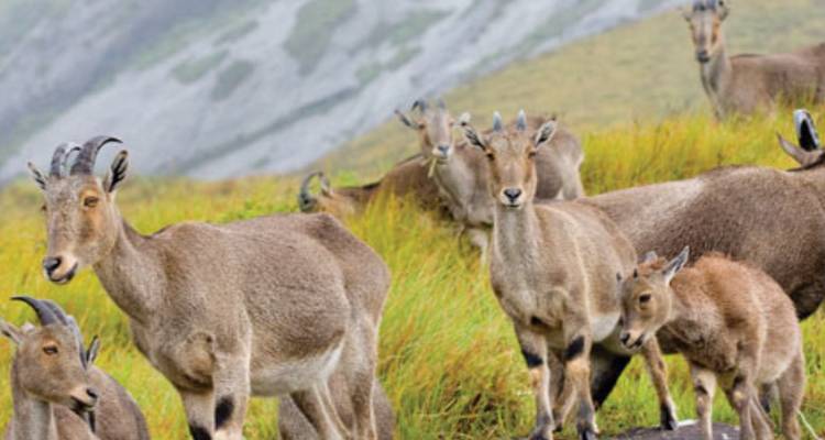 Herde von Nilgiri-Tahrs, die auf goldenen Grashängen grasen, mit nebligen Felshängen im Hintergrund