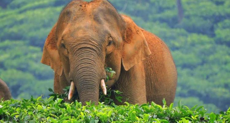 Wilder Elefant, der an üppigen Teesträuchern in einer grünen Plantagenlandschaft knabbert.