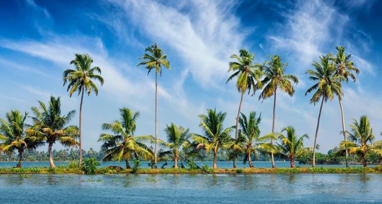 Rangée de grands cocotiers qui s'élève contre un ciel bleu éclatant le long de canaux tranquilles en eaux mortes.