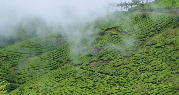 Mist die drijft over eindeloze rijen groene theebosjes op glooiende heuvels in Munnar.