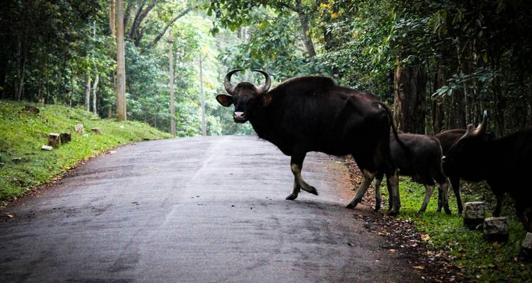 Wilder indischer Bison steht auf einer ruhigen Waldstraße, umgeben von dichten grünen Bäumen.