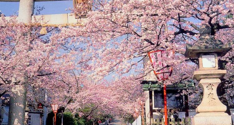 Tunnel of pink cherry blossoms arching over stone lanterns and torii.