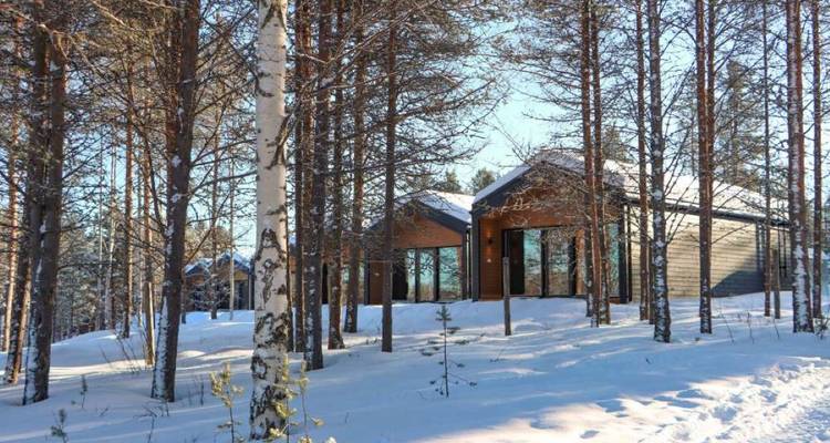 Moderne houten hutten gluren door een zongevlekte besneeuwde berkenbos.