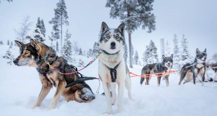Een team van alerte husky's ingespannen voor het sleeën wacht in een besneeuwde Laplandse landschap.