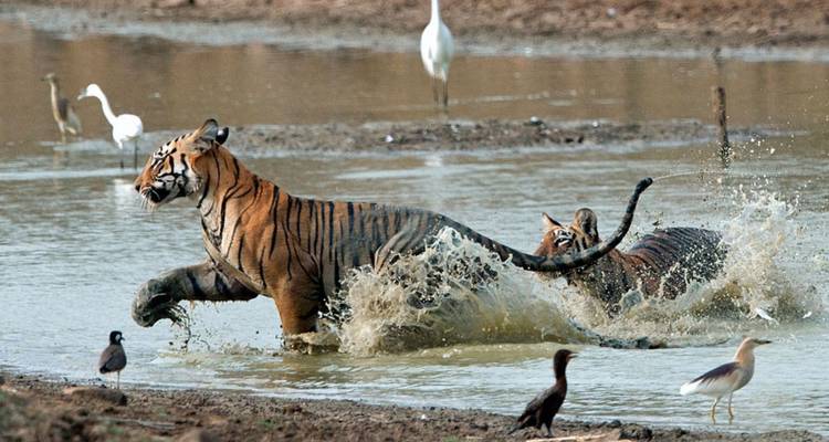 Twee tijgers die door een waterpoel plassen terwijl vogels in de buurt toekijken in het wild