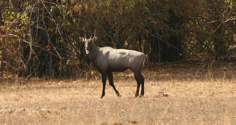 Eenzame nilgai antilope staat alert in droog grasland nabij bosrand