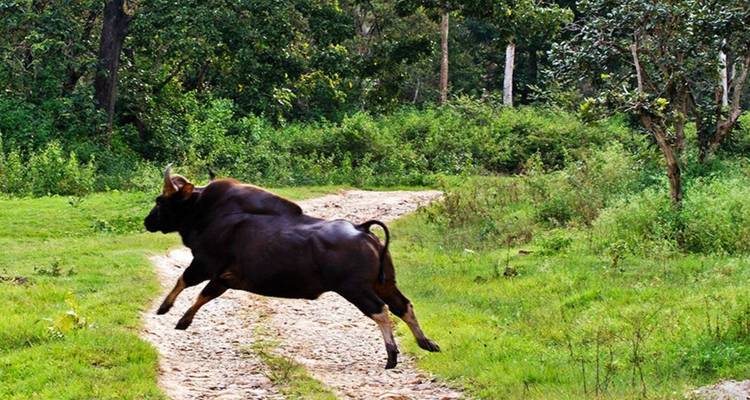 Massieve Indiase gaur springend over een zandpad in weelderige groene jungle