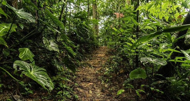 Narrow earthen trail winds through dense, wet tropical foliage.