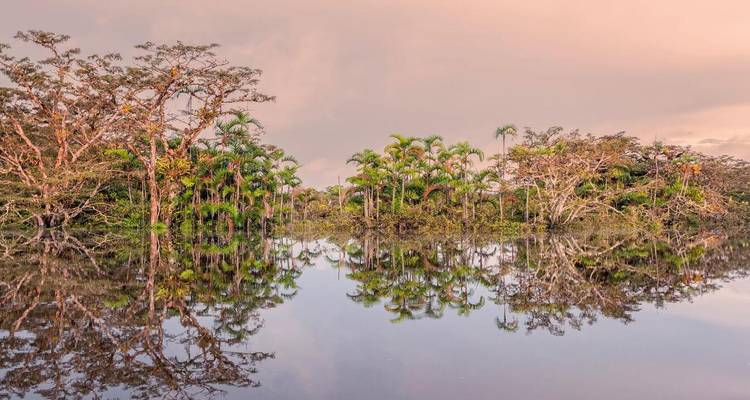 Glass-calm water mirrors dense jungle trees at dawn creating perfect reflections.