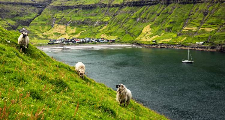 Drei Schafe grasen auf einem steilen grasbewachsenen Hang über einem tiefen smaragdgrünen Fjord mit einem kleinen Segelboot und einem Dorf in der Ferne.