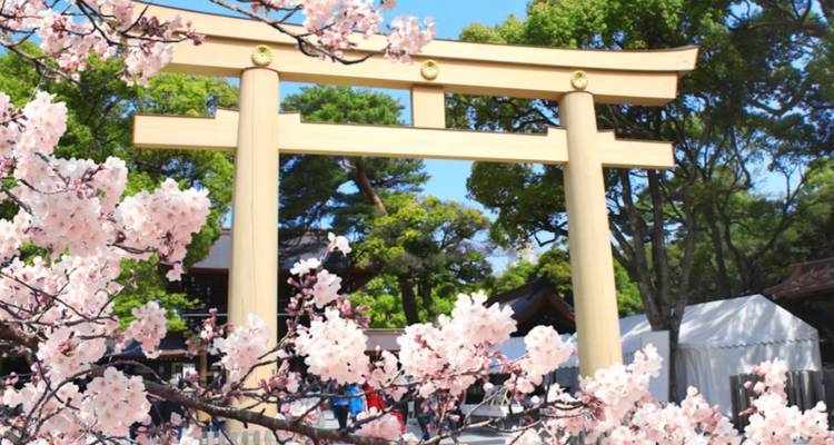 Portique torii de couleur claire encadré par des cerisiers en fleurs roses sous un ciel bleu éclatant.