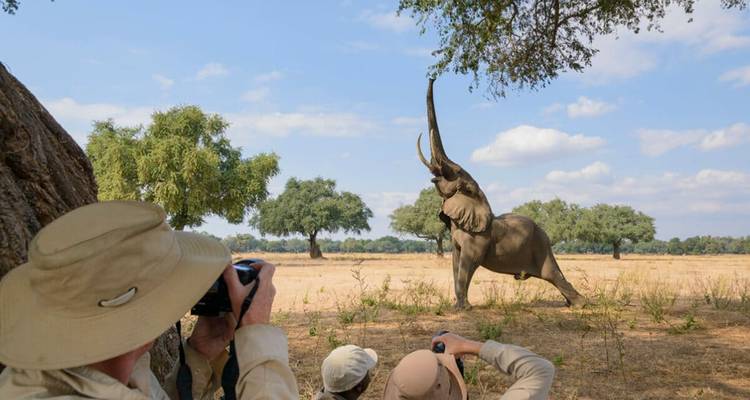 Éléphant mâle étendant sa trompe vers le haut tandis que des photographes de safari capturent le moment depuis derrière un arbre.
