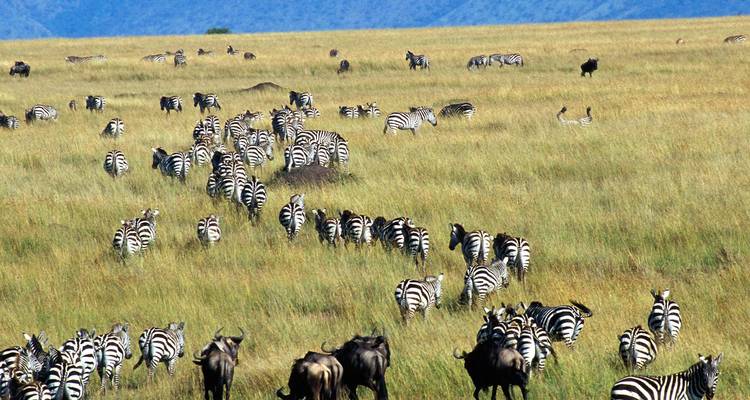 Grand troupeau de zèbres dispersé à travers d'infinies prairies dorées avec des collines bleues au loin.